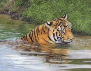 Tiger In Water 1 | Obraz na stenu