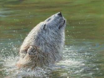 Polar Bear Splash | Obraz na stenu