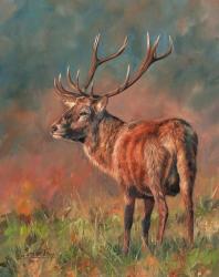 Red Deer Stag 1620 | Obraz na stenu