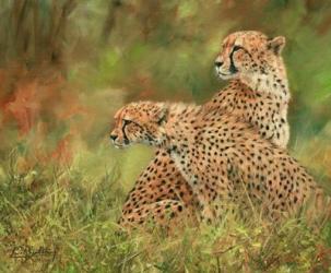 Cheetah Siblings | Obraz na stenu