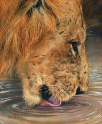 Lion Head Drinking | Obraz na stenu