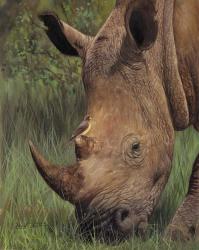 Rhino And Oxpecker Bird | Obraz na stenu