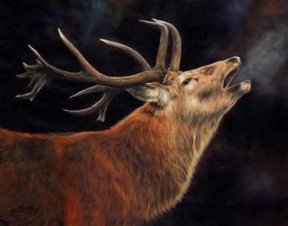 Red Deer Stag Winter Breath | Obraz na stenu