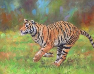 Tiger Running | Obraz na stenu
