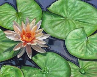 Water Lily | Obraz na stenu