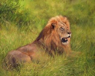 Lion In Grass | Obraz na stenu