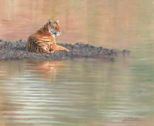 Tiger Water Repose | Obraz na stenu