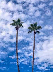 Palms & Blue Skies | Obraz na stenu