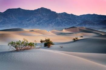 Dawn in the Dunes | Obraz na stenu
