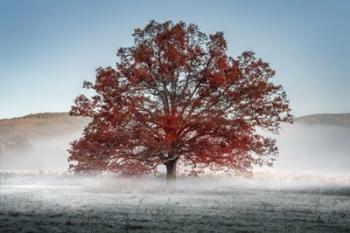 Red Oak in the Mist | Obraz na stenu