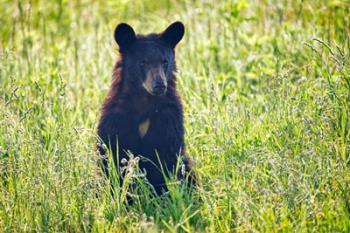 Black Bear Cub In the Sun | Obraz na stenu