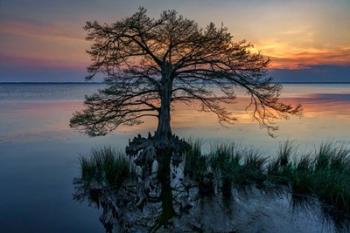 Dusk on Currituck Sound | Obraz na stenu