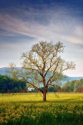 Spring Glow in Cades Cove | Obraz na stenu