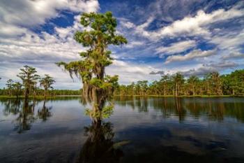 Atchafalaya Afternoon II | Obraz na stenu