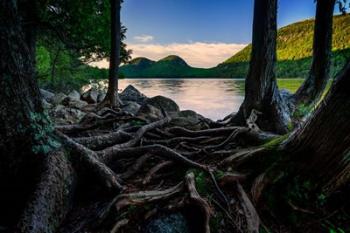 Jordan Pond Through The Trees | Obraz na stenu