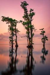 Pink Twilight on Lake Maurepas | Obraz na stenu