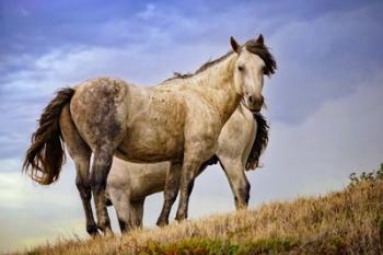 Wild Horses | Obraz na stenu