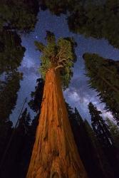 Sequoia Gen Sherman | Obraz na stenu