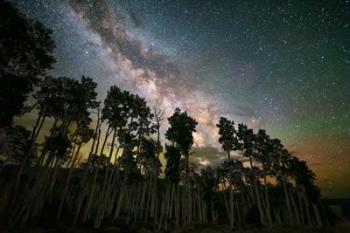 Stacked Pano Aspens | Obraz na stenu