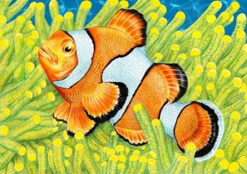 Clownfish | Obraz na stenu