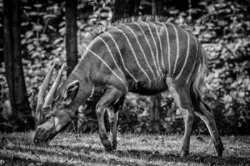 The Deer - Black & White | Obraz na stenu