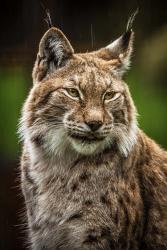 Lynx in the Rain | Obraz na stenu