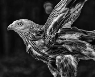 Red Kite Taking Off  - Black & White | Obraz na stenu