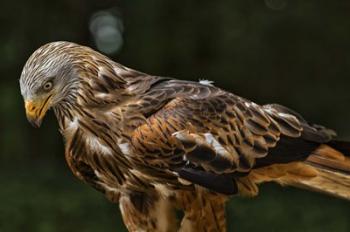 Red Kite Looking Down | Obraz na stenu