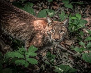 The Lynx Looking Up | Obraz na stenu