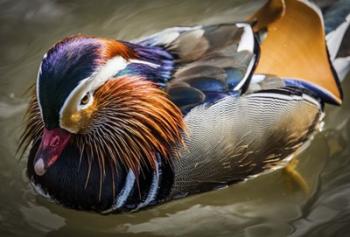 Mandarin Duck III | Obraz na stenu