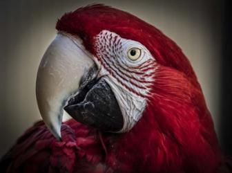 Ara Parrot Close Up III | Obraz na stenu