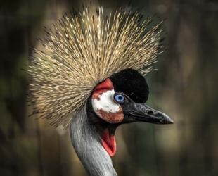 Yellow Crowned Crane 2 | Obraz na stenu