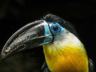 Toucan | Obraz na stenu