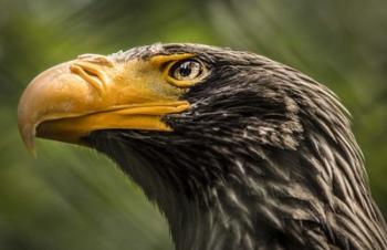 Steller Sea Eagle | Obraz na stenu