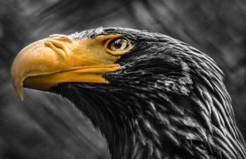 Steller Sea Eagle Black & White | Obraz na stenu