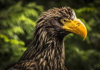 Steller Sea Eagle III | Obraz na stenu