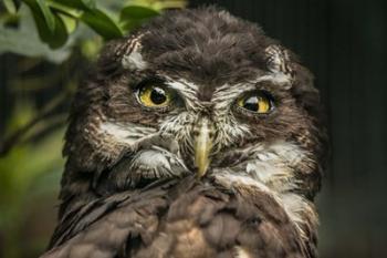 Little Owl | Obraz na stenu