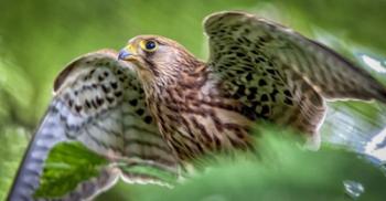 Predator Bird Spreading it's Wings | Obraz na stenu