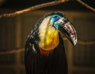 Toucan V | Obraz na stenu