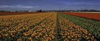 Tulip Field Crop | Obraz na stenu