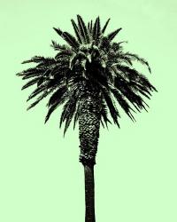 Palm Tree 1996 (Green) | Obraz na stenu