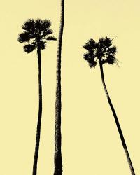 Palm Trees 2000 (Yellow) | Obraz na stenu