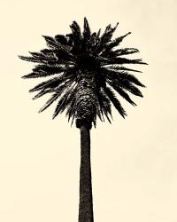 Palm Tree 1979 Tan | Obraz na stenu