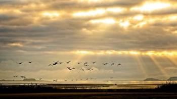 Sunrise on The Estuary | Obraz na stenu