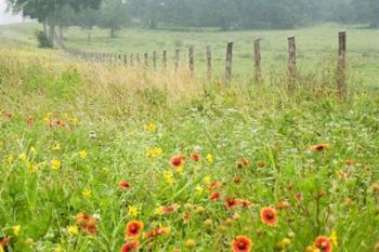 Flowers and Fence | Obraz na stenu