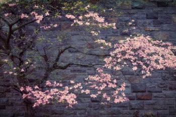 Dogwood in Pink | Obraz na stenu