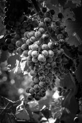 Fruit of The Vine | Obraz na stenu