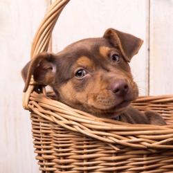 Puppy in a Basket | Obraz na stenu