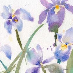 Irises | Obraz na stenu