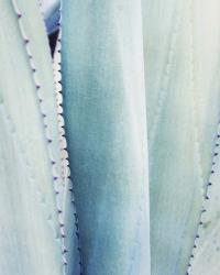 Pale Blue Agave No. 3 | Obraz na stenu